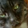 kitty_kat84