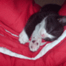 PisseCat