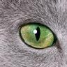 Greeneye