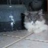 Bijou Maus