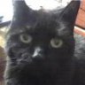 Kitty1