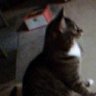 whiscat