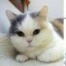 LovingOurCats