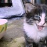 netcat60