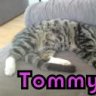 Tommy's_Dosen_öffner