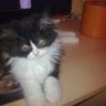 klaus