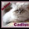 Cadischa