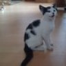 Kuhkatze