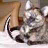 Gismo_1970