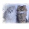crazycat87