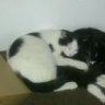 Daisy&Gizmo