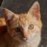 mizar