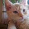 Milow2011