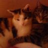 *cat*2008