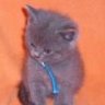Willi2009