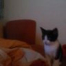 Kuschelkiller