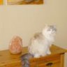 Katzenfun