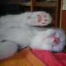 Florikatze