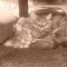 Kitty_Kate
