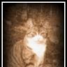 kampfkatze85