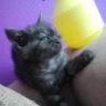 Sir Maximilian