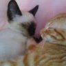 Katzenlilly