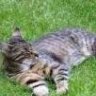 Katzen_Kathi