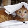 Catfee