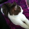Bailey2011