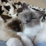 KittyKat84
