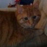 Mause-Katze
