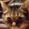 ChristiansCats