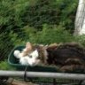 Kater Oskar