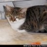 Mondkatze Luna