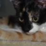 HexenKatze