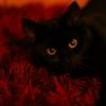 schwarzes katzi