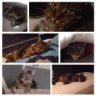 Toulouse_Murphy
