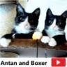 Antan and Boxer