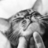 Patpat