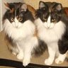 TinkaCats