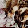 MiezenMau