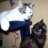 Schmusecat