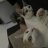 marcella_scn