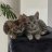 bengalcat_mom