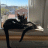 vxandthecats