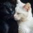 CatLady Berlin