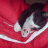 PisseCat
