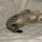Mani_Cat