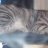 Meike2707