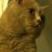Snookers^Diener